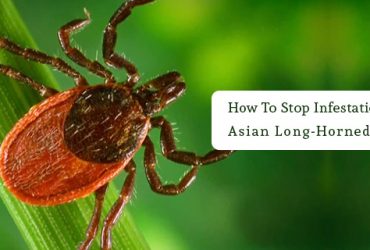 Long-horned-tick-is-just-like-any-other-tick-and-can-infest-the-pet