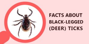 Facts-about-Black-Legged-(Deer)-Ticks 