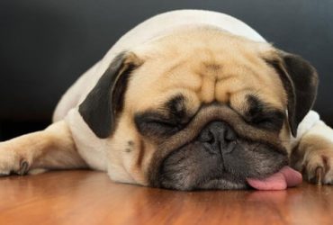a-sleeping-dog
