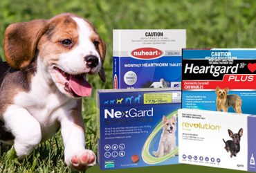 heartworm-treatments-or-preventatives