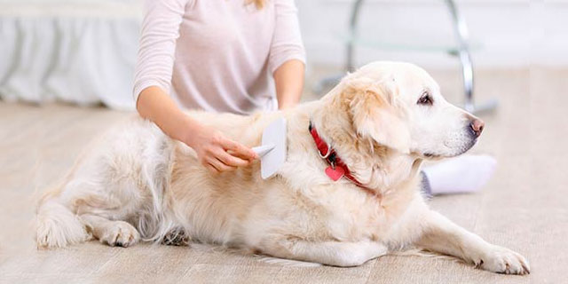 How-to-groom-your-dog-at-home-