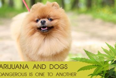 Marijuana-and-Dogs
