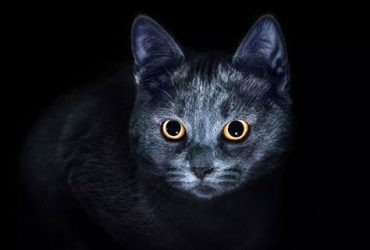 Nocturnal-Behaviour-In-Cats