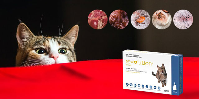 revolution-for-cats-a-comprehensive-5-in-1-protection