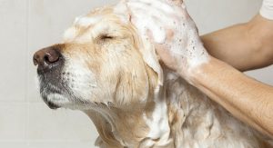 a-person-washing-dog's-hair