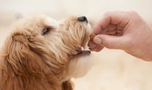 giving-treat-to-a-dog