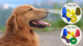 Dogs-Can-See-Colors