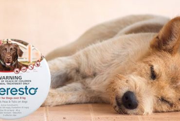 lyme-disease-in-dogs