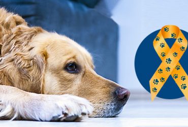 Canine-cancer-myths