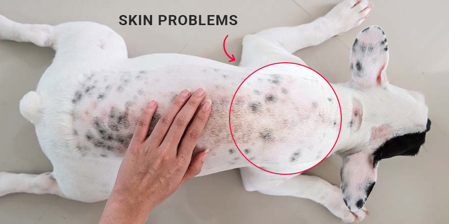 10 Common Skin Problems in Dogs  