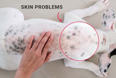 https://www.canadavetexpress.com/blog/wp-content/uploads/2019/10/Common-Skin-Problems-in-Dogs