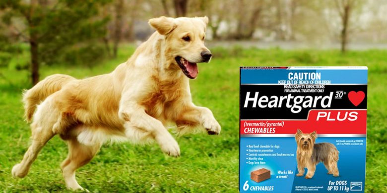 Heartgard Plus The Most Effective Heartworm Preventative