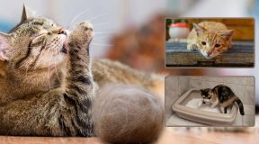 Hairball in cats