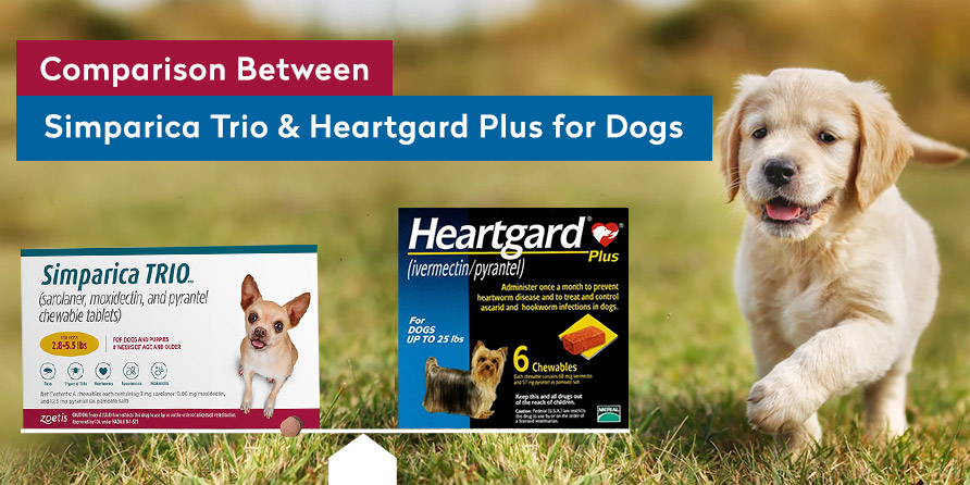 Comparison Between Simparica Trio and Heartgard Plus for Dogs