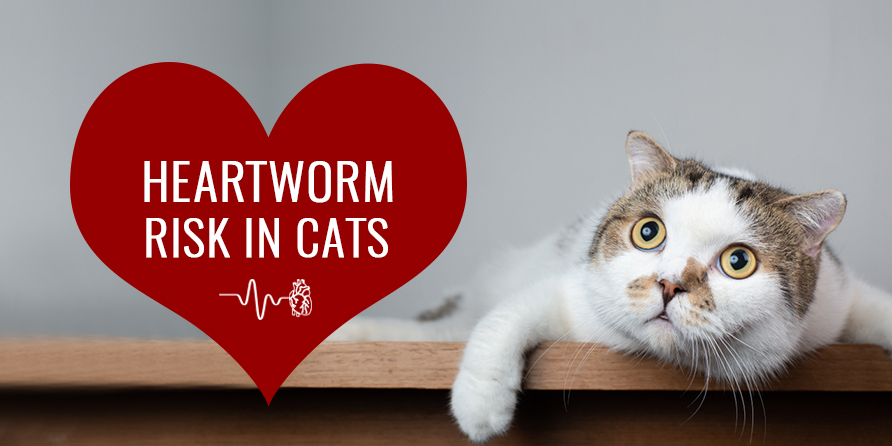 heartworms-in-cats