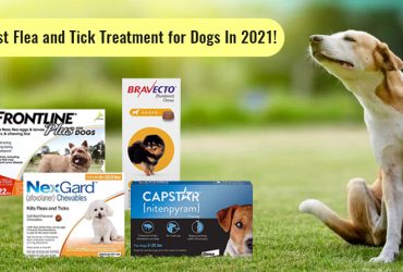 Best Flea and Tick treatments for Dogs In 2021!