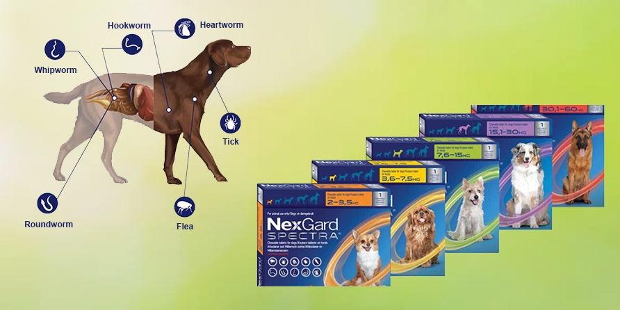 NexGard Spectra for Dogs - Recommended by Pet Parents