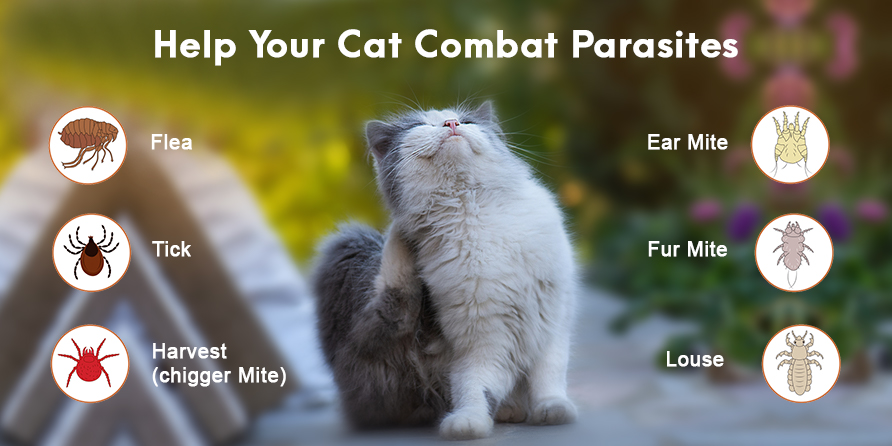 Help-Cat-Combat- Parasites