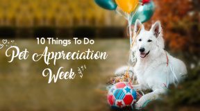 Pets-Appreciation-Week