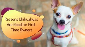 Chihuahuas Are Good