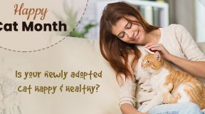 Is Your Newly Adopted Cat Happy & Healthy?