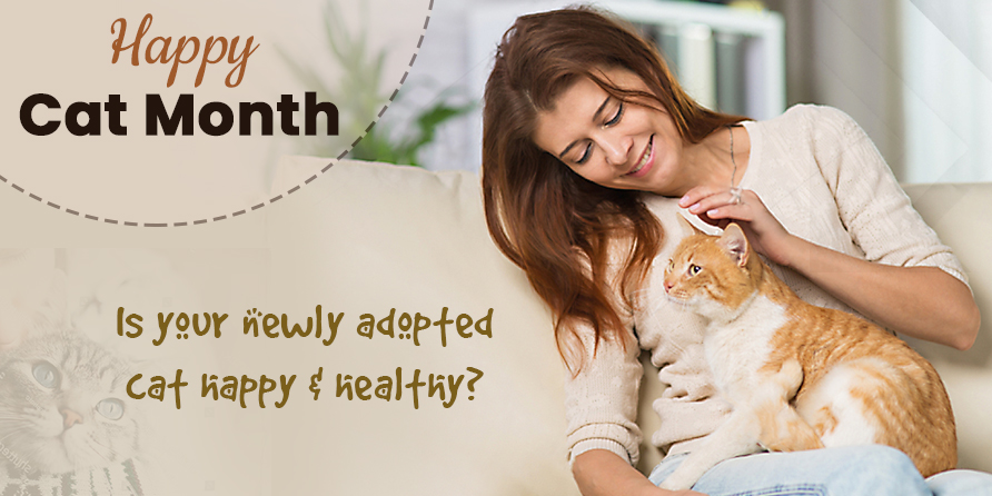 Is Your Newly Adopted Cat Happy & Healthy?