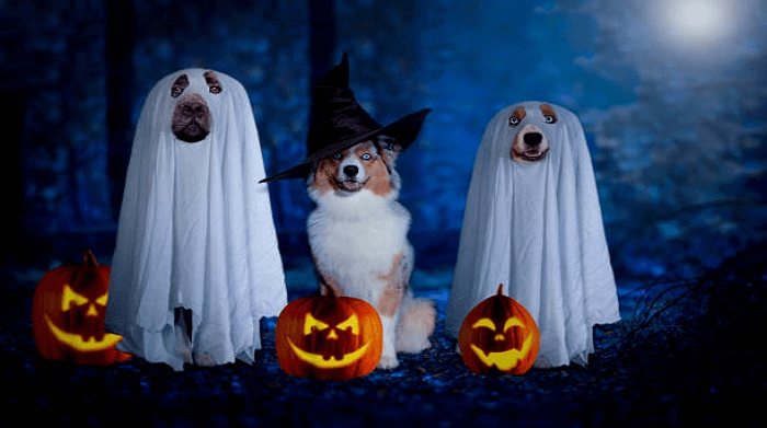 Halloween Decoration - Dog Safety Tips