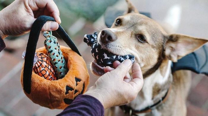 Halloween Decoration - Dog Safety Tips