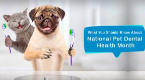 What-You-Should-Know-About-National-Pet-Dental-Health-Month