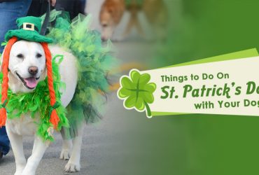 Celebrate St. Patrick’s Day with Your Dog