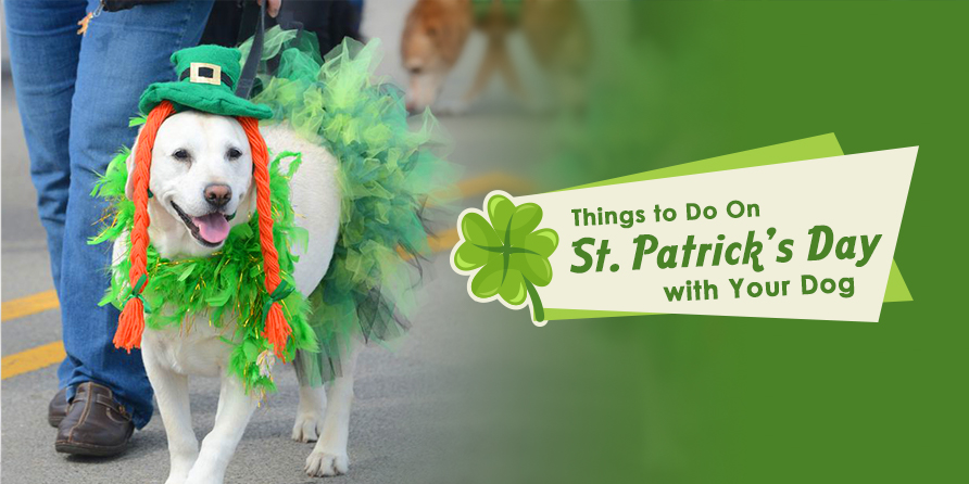 Celebrate St. Patrick’s Day with Your Dog