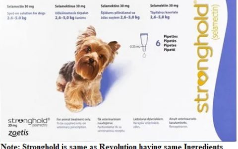 stronghold-revolution-for-very-small-dogs-purple
