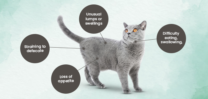 Cancer symptoms in cats