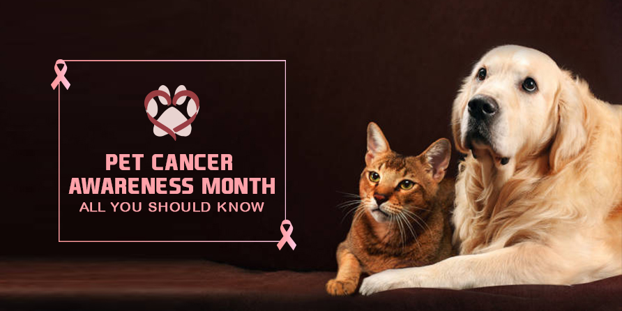 Pet Cancer Awareness Month: All You Should Know
