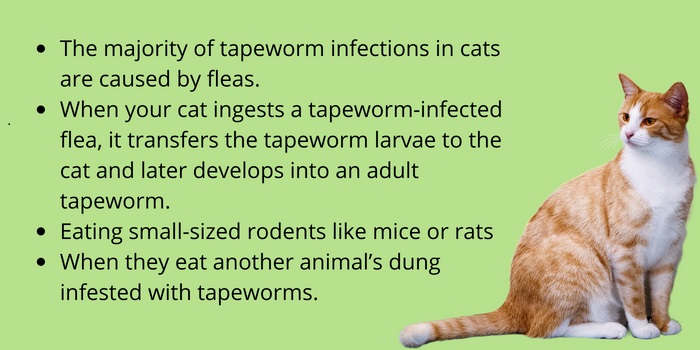 Tapeworm_Symptoms_in_Cats
