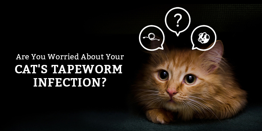 Are You Worried About Your Cat's Tapeworm Infection?