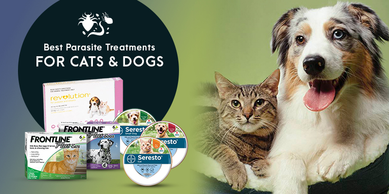 Best Parasite Treatments for Cats & Dogs