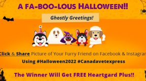 halloween competition