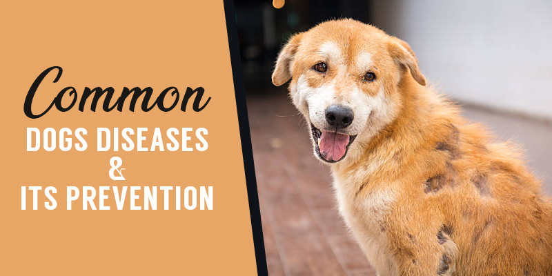 Common Dogs Diseases and its Prevention