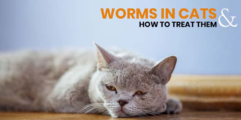 Worms in Cats & How to Treat Them