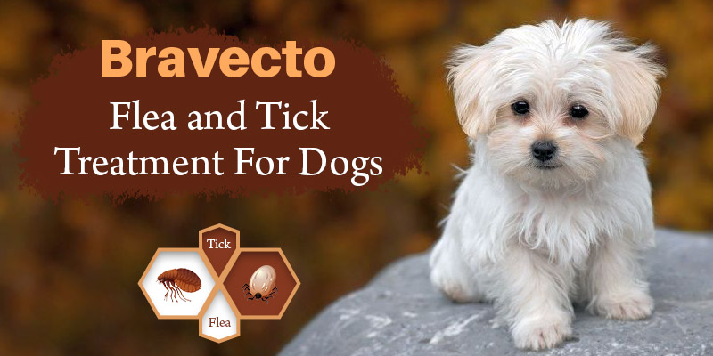 Bravecto Flea and Tick Treatment For Dogs