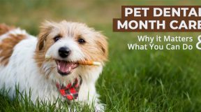 Pet-Dental-Month-Care
