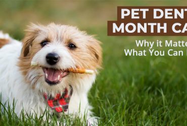Pet-Dental-Month-Care