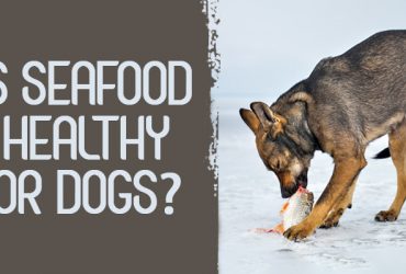 Dogs-Eat-Seafood