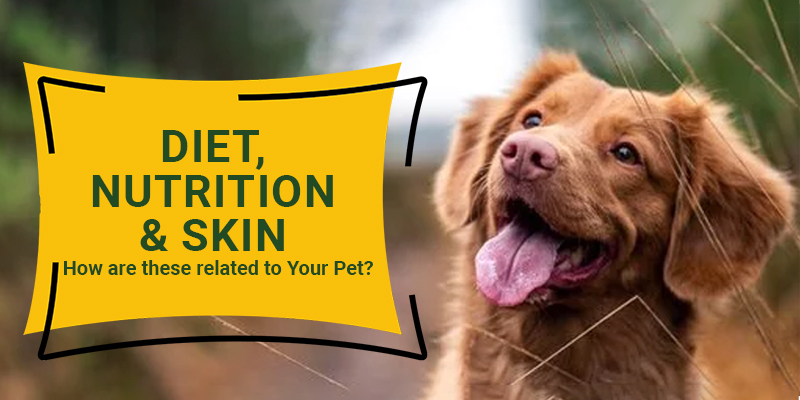 Diet, Nutrition, and Skin | How are these related to Your Pet?