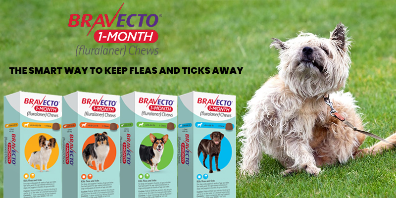 Bravecto 1-Month Chew: The Smart Way to Keep Fleas and Ticks Away