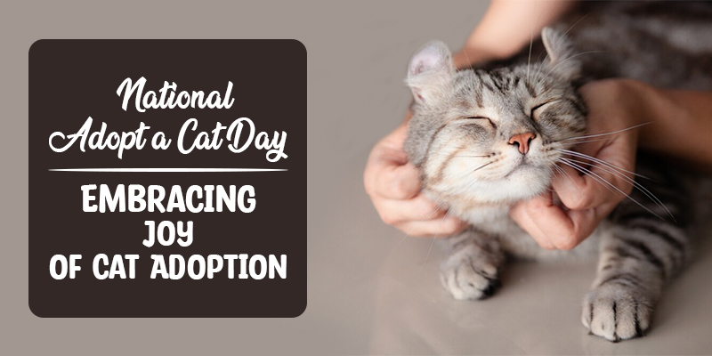 National Adopt a Cat Month : Embracing Joy of Cat Adoption