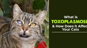 What is Toxoplasmosis and How Does it Affect Your Cats_canada_vet_express