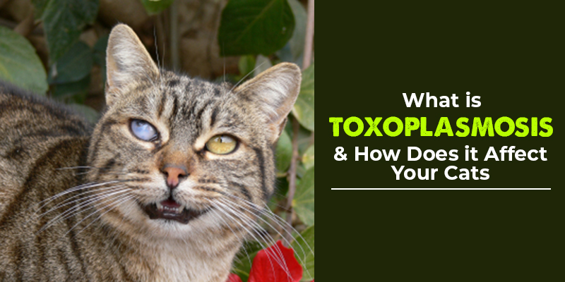 What is Toxoplasmosis and How Does it Affect Your Cats_canada_vet_express