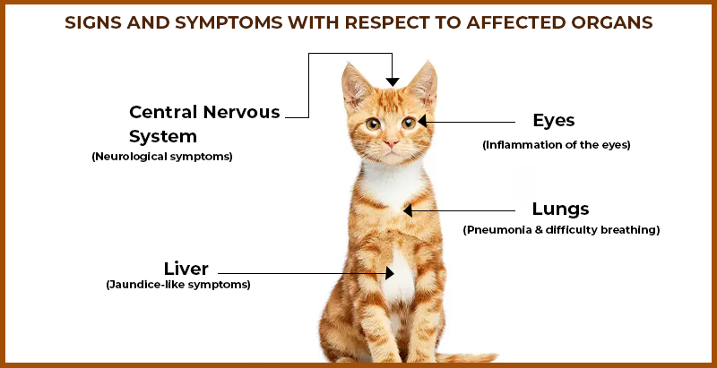 for signs and symptoms with respect to affected organs_in_cat_canada_vet_express